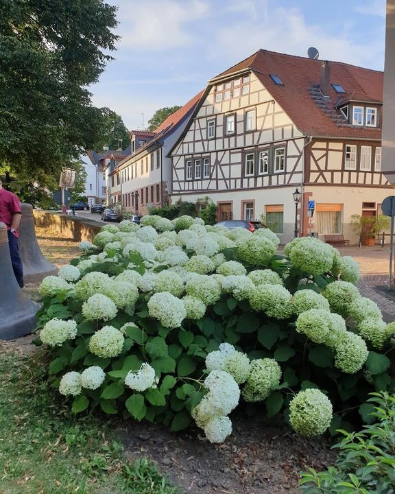 Abol Restaurant Gelnhausen